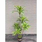 Cây ngũ lộc giả - Cây cảnh giả trang trí trong nhà